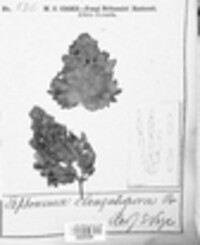 Septonema elongatispora image